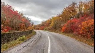 Скумпия – главное украшение крымской осени