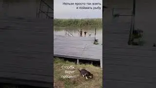 Котики на страже водоемов