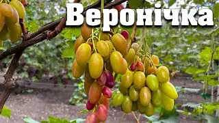 Веронічка - огляд нової гібридної форми селекції Кісельова