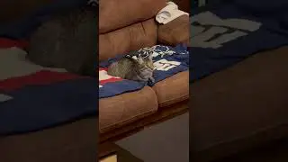 Cat Watching “The Lion King” on TV for the First Time