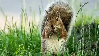 Suburban Wildlife Videography with Sony A7IV