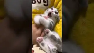 Funny Cute Cats 😺