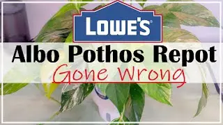 Lowe's Albo Pothos Repot Gone Wrong #plants #houseplant #lowes #repotting #plantcare #gonewrong