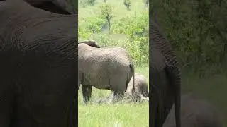 cute baby elephant and sisters