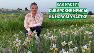 Заметки о сибирских ирисах и обзор моих сортов