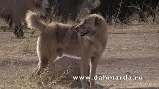 Причины конфликтов среди Аборигенных САО Таджикистана Саги дахмарда и оправданны ли собачьи бои?!