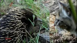 Cat Meets Echidna
