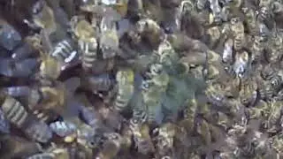 Сдираю с себя старость, Медитация