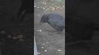 The LAX Crow  Surviving at LAX for over 22 years