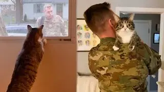 Cute Cat Learns to Open Doors to Welcome Owner Home 😂 Best CAT Videos 2024