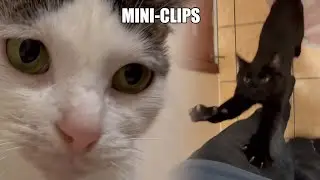 Ghost and Babeh Angel - MiniClips | Cat Tales