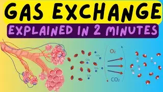 Biology Help: The Respiratory System - Gas Exchange In The Alveoli Explained In 2 Minutes!!