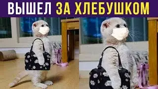 Приколы с котами. Кот вышел за хлебушком | Мемозг #223