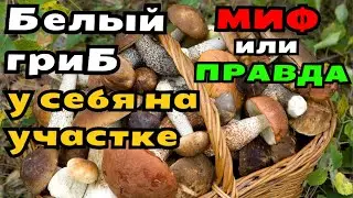 Можно ли вырастить белые грибы в домашних условиях, у себя на участке? как выращивать грибы дома?
