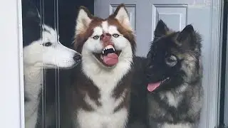 Huskies are such drama queens 😂 Funny Animals 2023