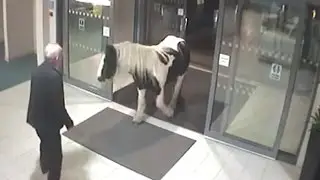 PONY IN POLICE STATION