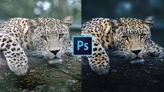 🐯COMO EDITAR FOTOS DE NATURALEZA EN PHOTOSHOP | Fotos de aves 🐦 / Efectos para fotos