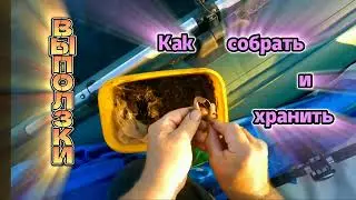 Лучшая насадка на САЗАНА и СОМА : ВЫПОЛЗКИ. Сбор и хранение. Личный опыт!