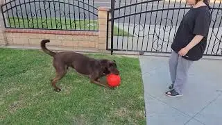 Jolly Pets Large Soccer Ball