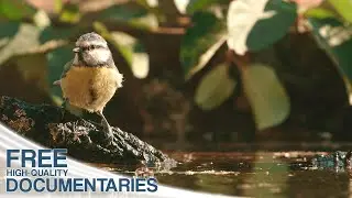 The Hidden Inhabitants of the Sierra Morena