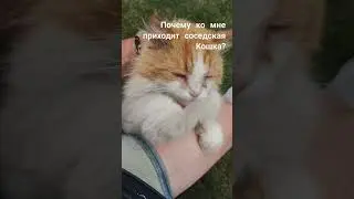 Соседская кошка #кошки #кошка #рыжаякошка