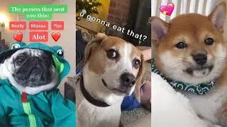 Funny And Cute TikTok Dog Compilation | Best Funny Dog Videos 2021