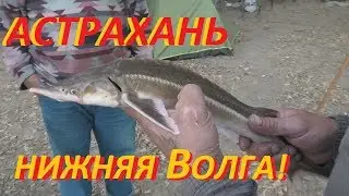 Рыбалка в Астрахани на Волге! Енотаевка. Стерлядь!