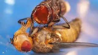 How a Maggot Turns Into a Fly: METAMORPHOSIS