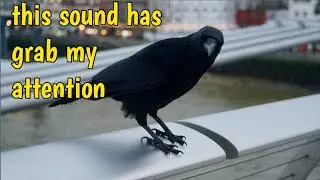 bird sounds| bird talking ||bird watching| american crow | sonisinghphysics