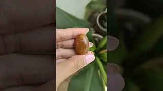 Batu fosil mani gajah natural calcite warna yakut batu akik batu alam asli