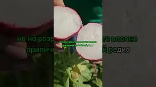 Обзор очень урожайного сорта редиса Меркадо. Выращивание сочного и крупного редиса с весны до осени.
