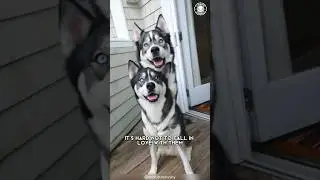 Siberian Husky 🐶 The Vocal and Playful Pup!