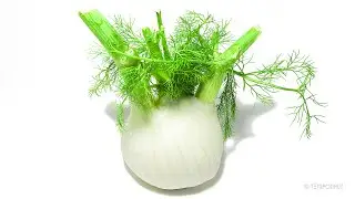 Fennel