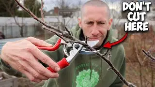 This Method of Pruning Trees will Simplify Everything!