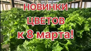 Что ВЫРАСТИЛИ к 8 марта? Обзор ЦВЕТОВ В ТЕПЛИЦЕ!