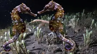 #SeaLifeTV #Ocean #Seahorse #Ocean Animal  #Beautiful Seahorse underwater