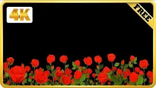 Field of Red roses on black screen loops