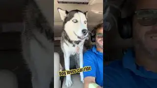 😊Happy Dog loves car rides #happydog #shortvideo