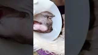 Бедная лысая кошка опять плачет