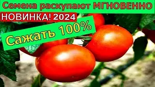 Эти Томаты будут ХИТ 2024. Лучшие томаты в 2023-24г  Вы уже купили Помидоры Вас удивят