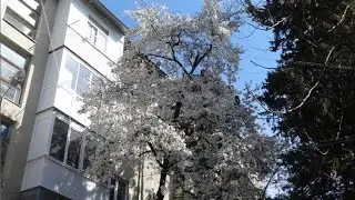 Магнолия безлистная. Буйное цветение. Март 2015 год. Лазаревское, Сочи. SOCHI RUSSIA