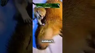 трогательная история суриката и капибары 🦝🦫 