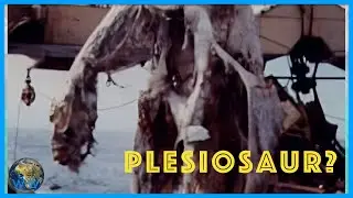 Plesiosaur found by a Japanese Trawler? #shorts