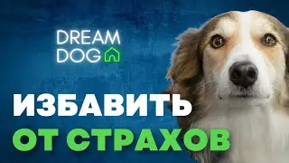 Избавить от страха 🐶 Отучить собаку бояться и убегать 🐕 Приучить щенка при страхе не лаять гавкать 🐩