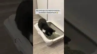 Как шатающийся котик ходит в лоток/Кот Барик
