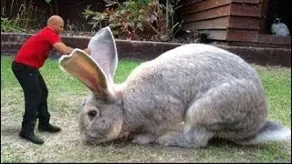 Have you ever seen this big rabbit 🐇 #animals_rise #animalslovers #rabbit #animals #big