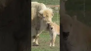 Rare White Bison Calf Born at Wyoming State Park