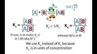 Biochemical binding thermodynamics - Kd, Ka, and their interpretation