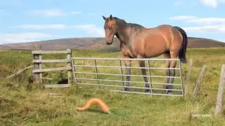 Horse & Carrot | Animated Short