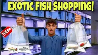 STOCKING My AQUARIUM With NEW EXOTIC FISH!!